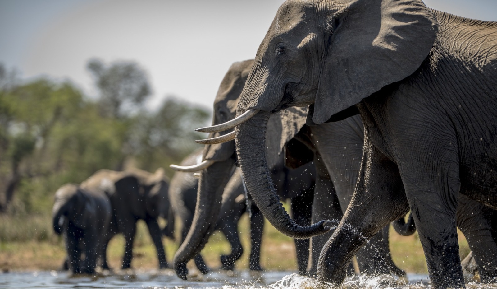 The Big Five