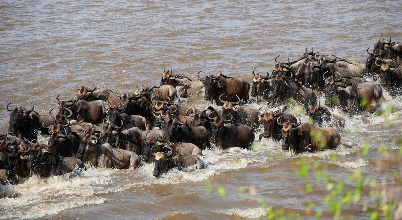 Great Migration