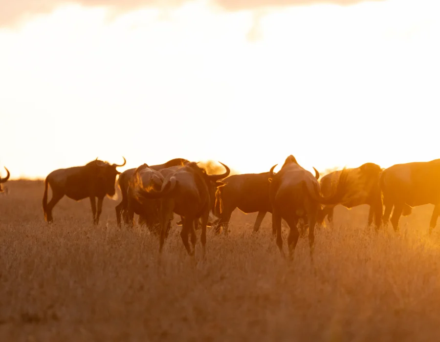 Serengeti National Park