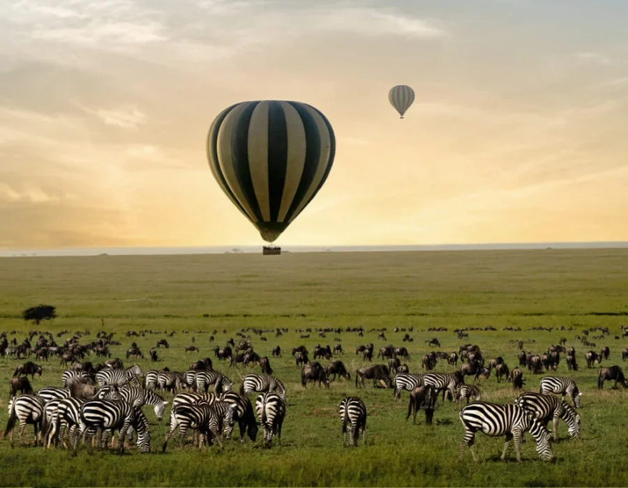 Accessible safaris