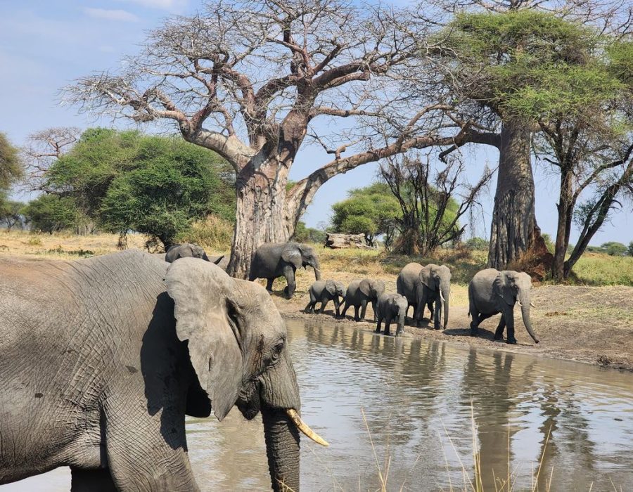 Tarangire National Park