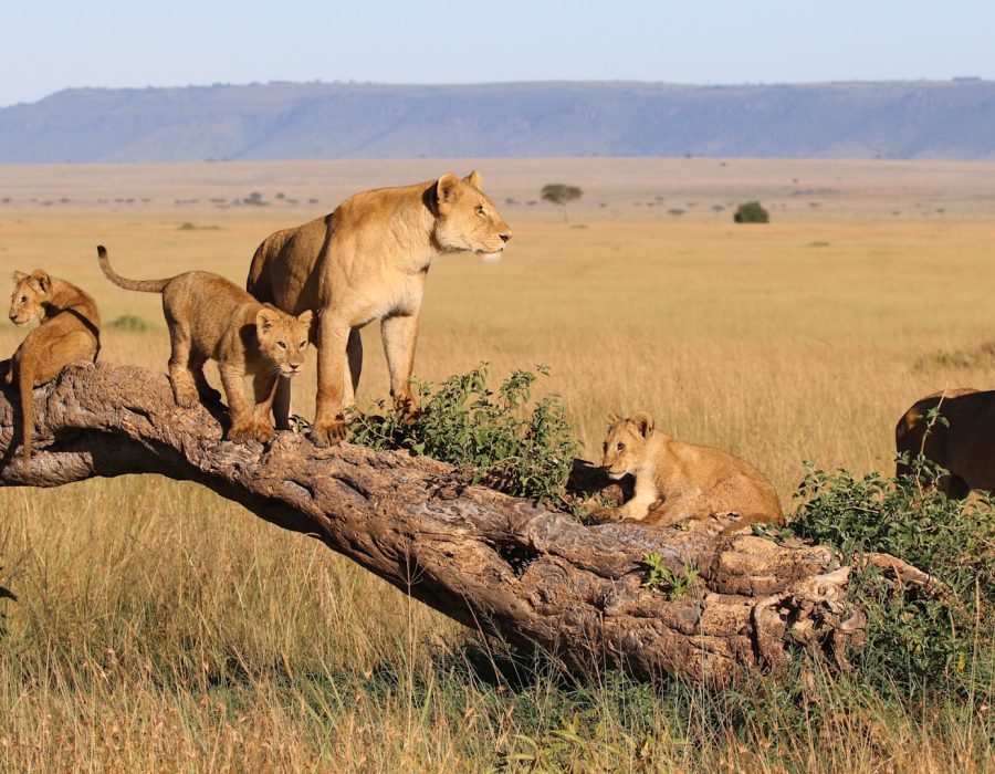 Big Five game drives