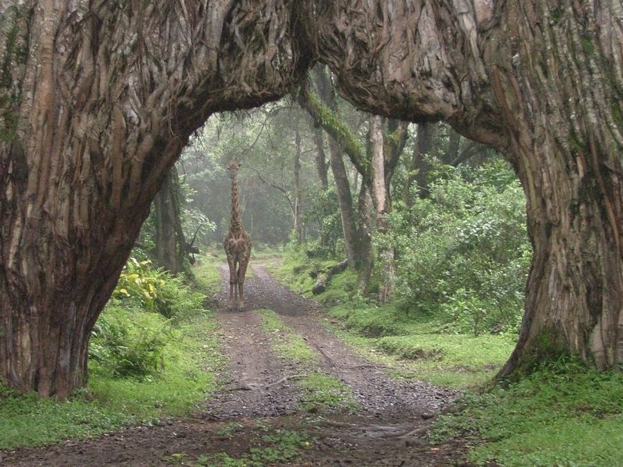 Gombe Stream National Park