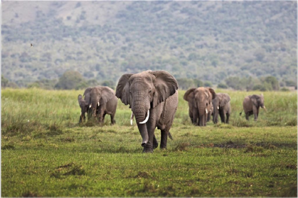 About Ndutu