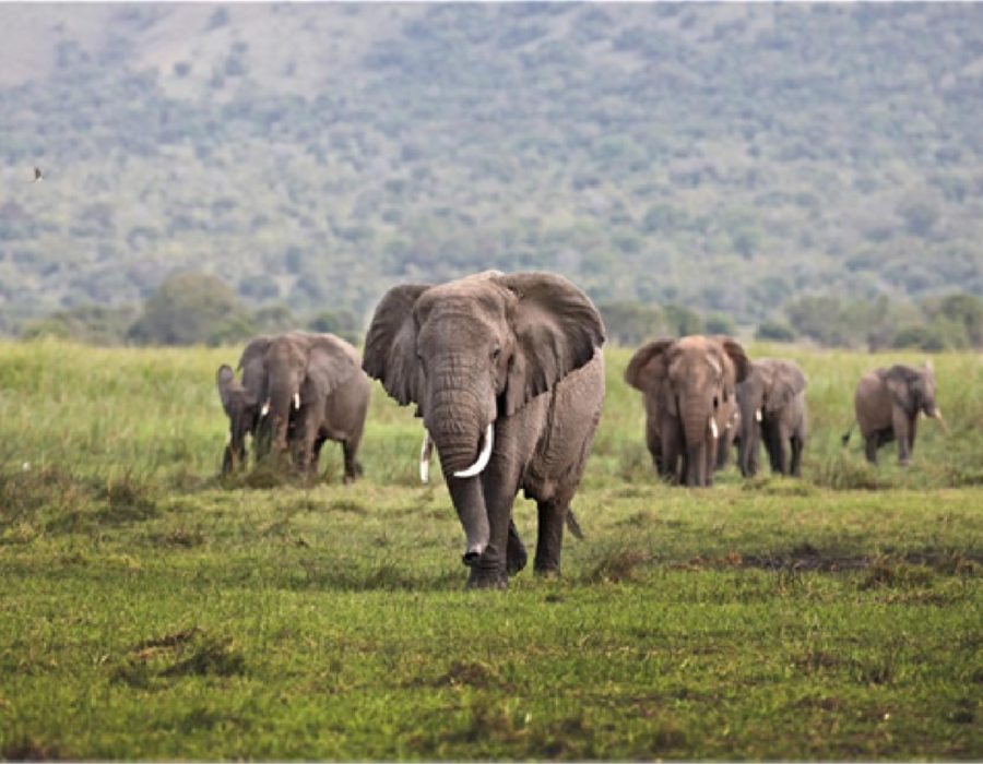 Mikumi National Park