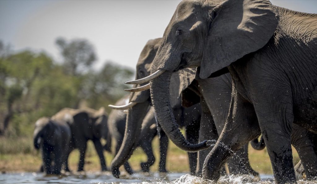 About Nyerere National Park