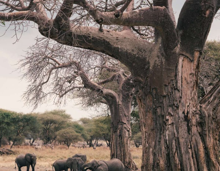 Tarangire National Park