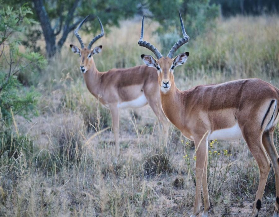 Katavi National Park