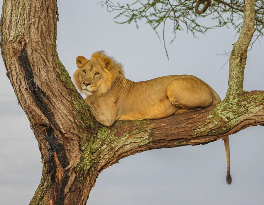Lake Manyara National Park