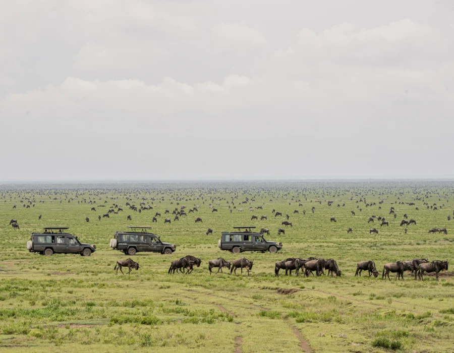 Ndutu Area