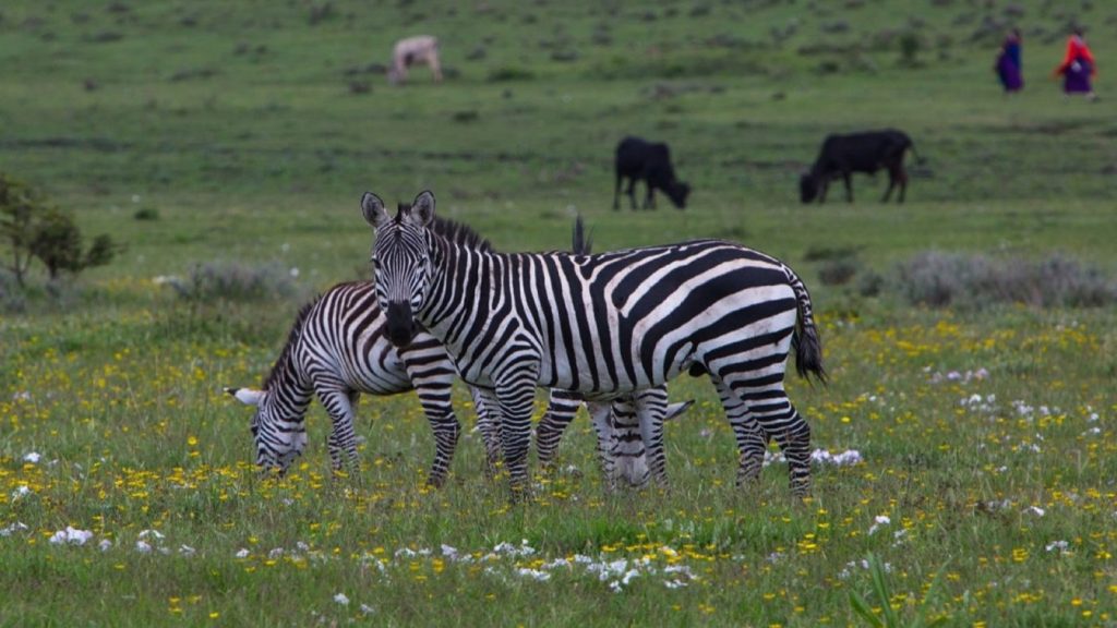 Game Drives