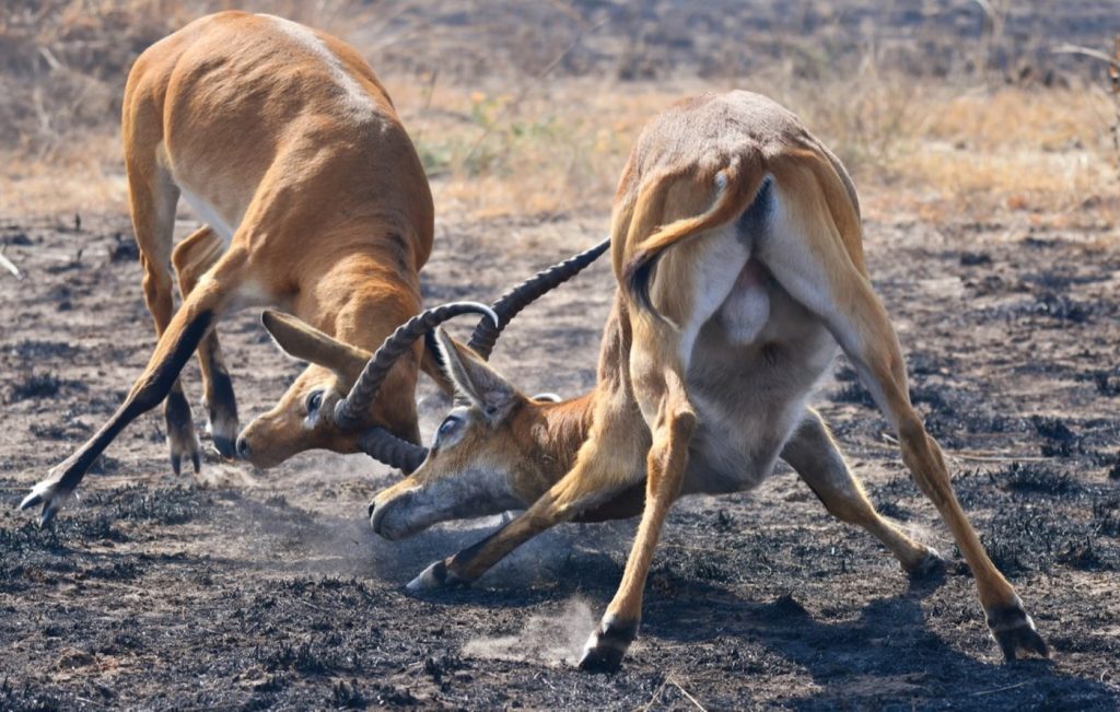 About Mkomazi National Park