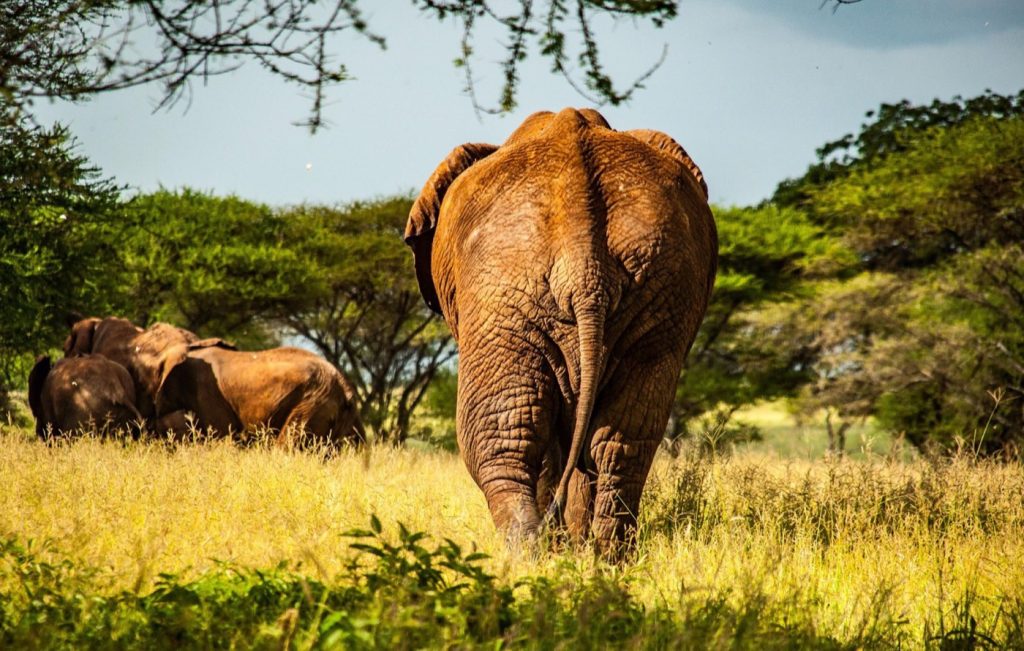 About Saadani National Park