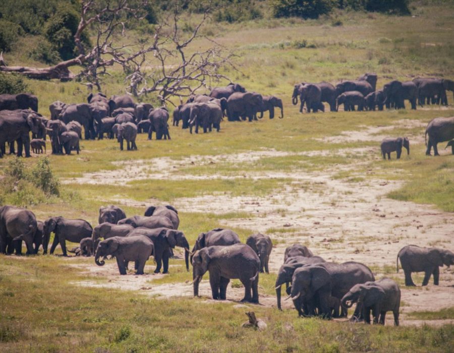 Ruaha National Park
