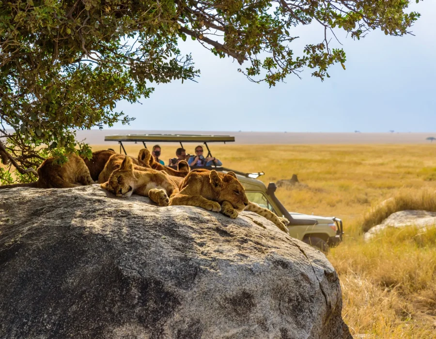 Your first safari